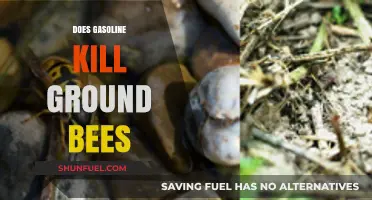 The Impact of Gasoline on Ground Bees: A Lethal Threat?