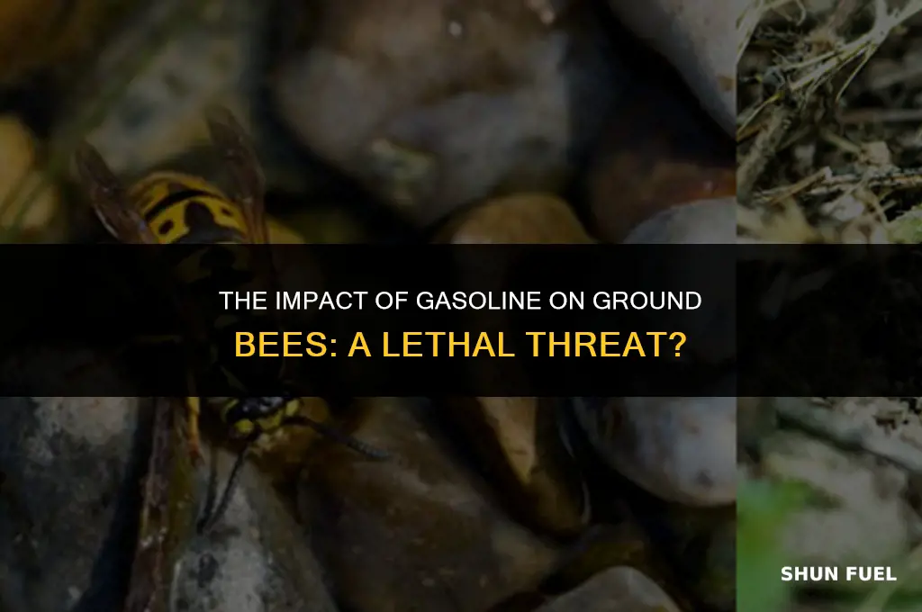 does gasoline kill ground bees