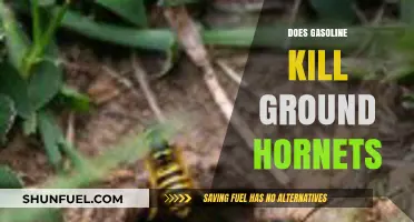 Will Gasoline Eliminate Ground Hornets: A Comprehensive Guide