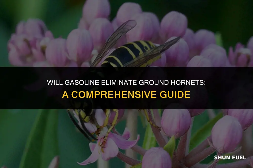 does gasoline kill ground hornets