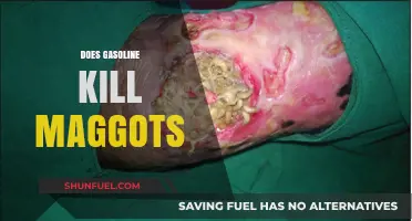 Will Gasoline Eliminate Maggots? A Comprehensive Guide