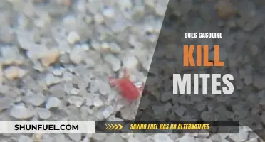 Does Gasoline Kill Mites? A Comprehensive Guide to Safe Pest Control