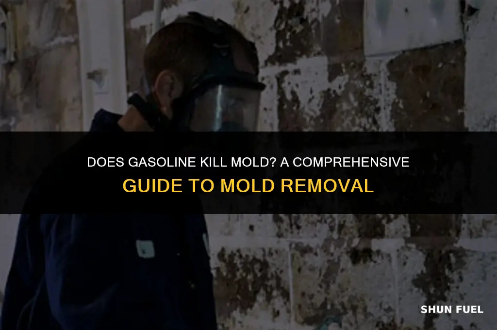 does gasoline kill mold