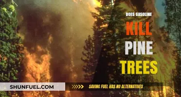 The Impact of Gasoline on Pine Trees: A Comprehensive Guide