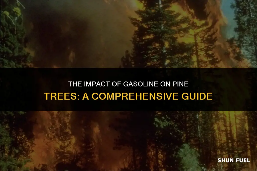 does gasoline kill pine trees