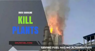 The Impact of Gasoline on Plant Life: A Comprehensive Guide