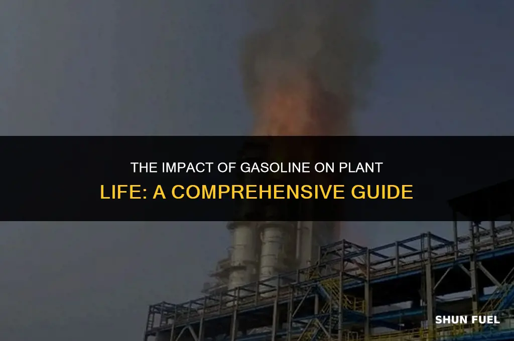 does gasoline kill plants