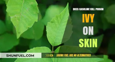 Does Gasoline Kill Poison Ivy on Skin? A Comprehensive Guide