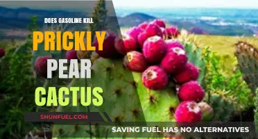 Will Gasoline Eliminate Prickly Pear Cactus? A Definitive Guide