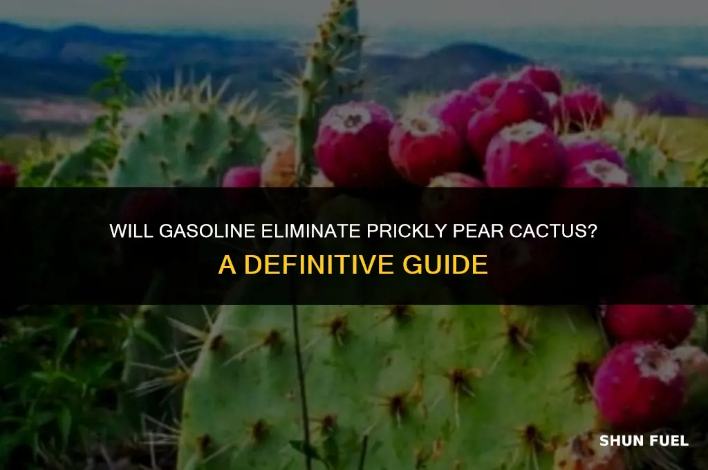 does gasoline kill prickly pear cactus