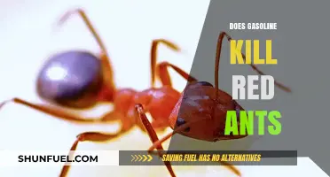 The Surprising Truth About Gasoline and Red Ants
