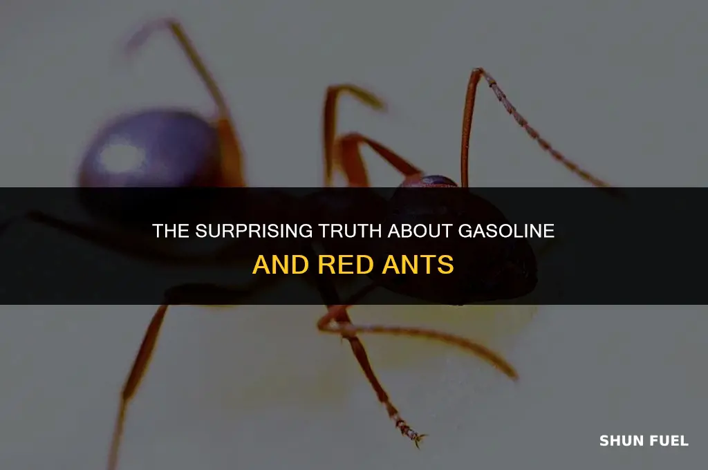 does gasoline kill red ants