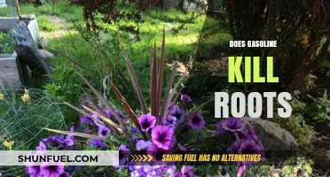 Will Gasoline Harm Your Garden? The Truth About Roots and Fuel