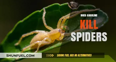 Will Gasoline Kill Spiders? A Comprehensive Guide to Safe Pest Control