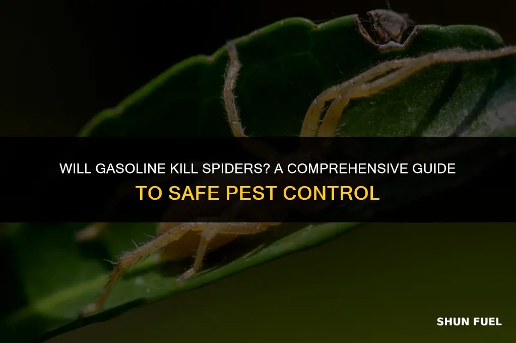 does gasoline kill spiders