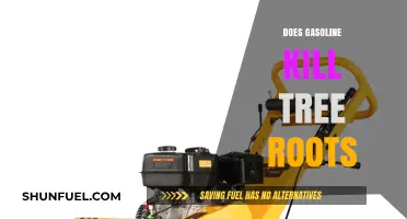 The Impact of Gasoline on Tree Roots: A Comprehensive Guide