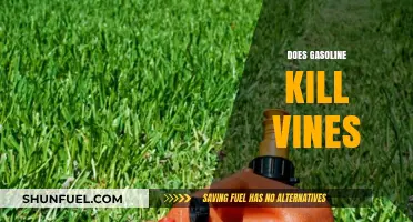 Will Gasoline Kill Vines? A Gardener's Guide to Safe Weed Control