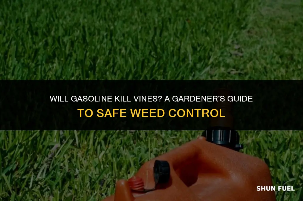 does gasoline kill vines