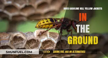 Ground Yellow Jackets: Gasoline's Lethal Impact Revealed