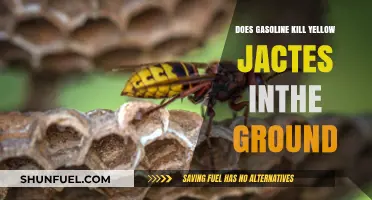 Will Gasoline Eliminate Yellow Jackets from Your Yard?