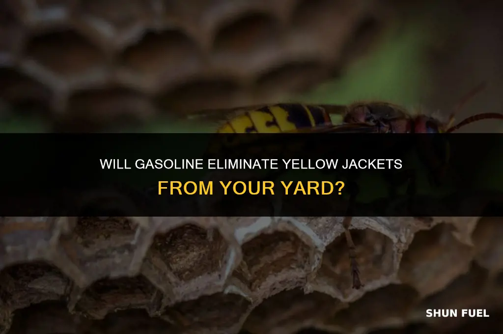 does gasoline kill yellow jactes inthe ground