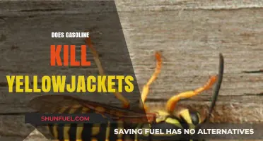 Will Gasoline Eliminate Yellowjackets? A Comprehensive Guide