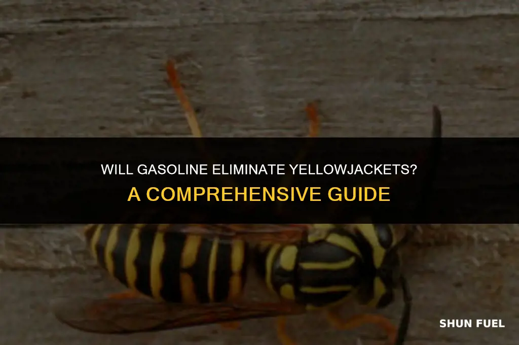 does gasoline kill yellowjackets