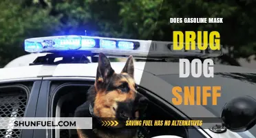 Can Gasoline Fumes Fool Drug-Sniffing Dogs? The Science Behind It