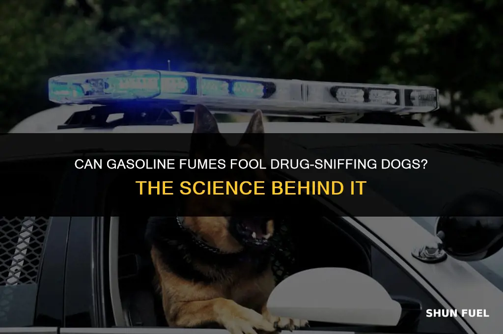does gasoline mask drug dog sniff