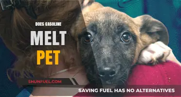 Exploring the Effects of Gasoline on Pet Health and Safety