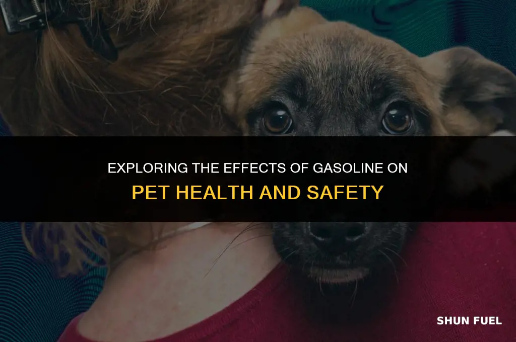 does gasoline melt pet