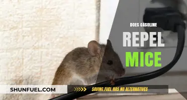 Exploring the Myth: Does Gasoline Really Repel Mice?