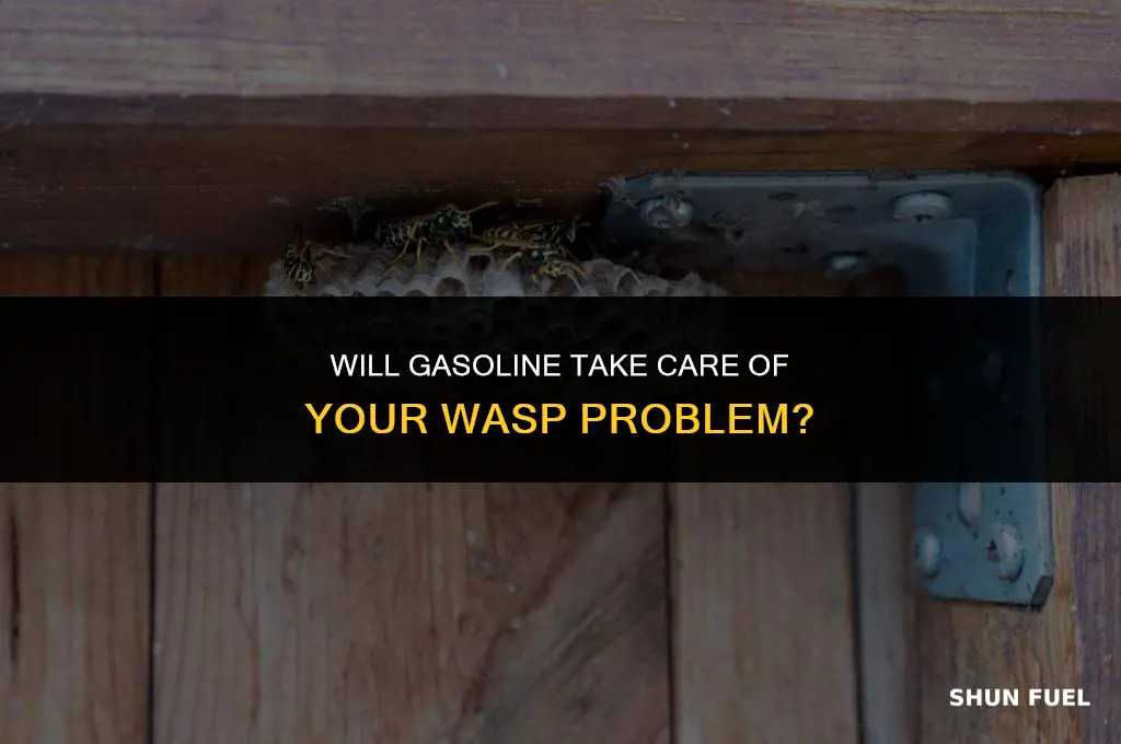 does gasoline work on wasps