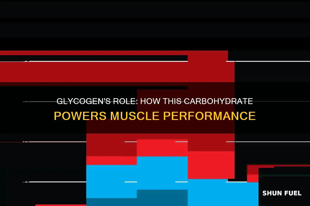 does glycogen fuel our muscles