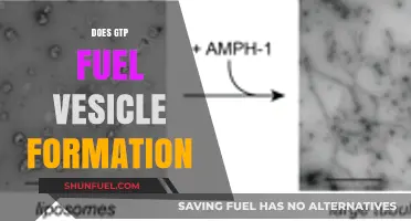 GTP's Role in Fueling Vesicle Formation: Mechanisms and Insights