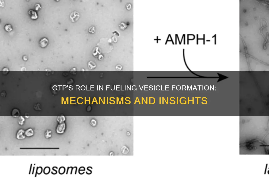 does gtp fuel vesicle formation