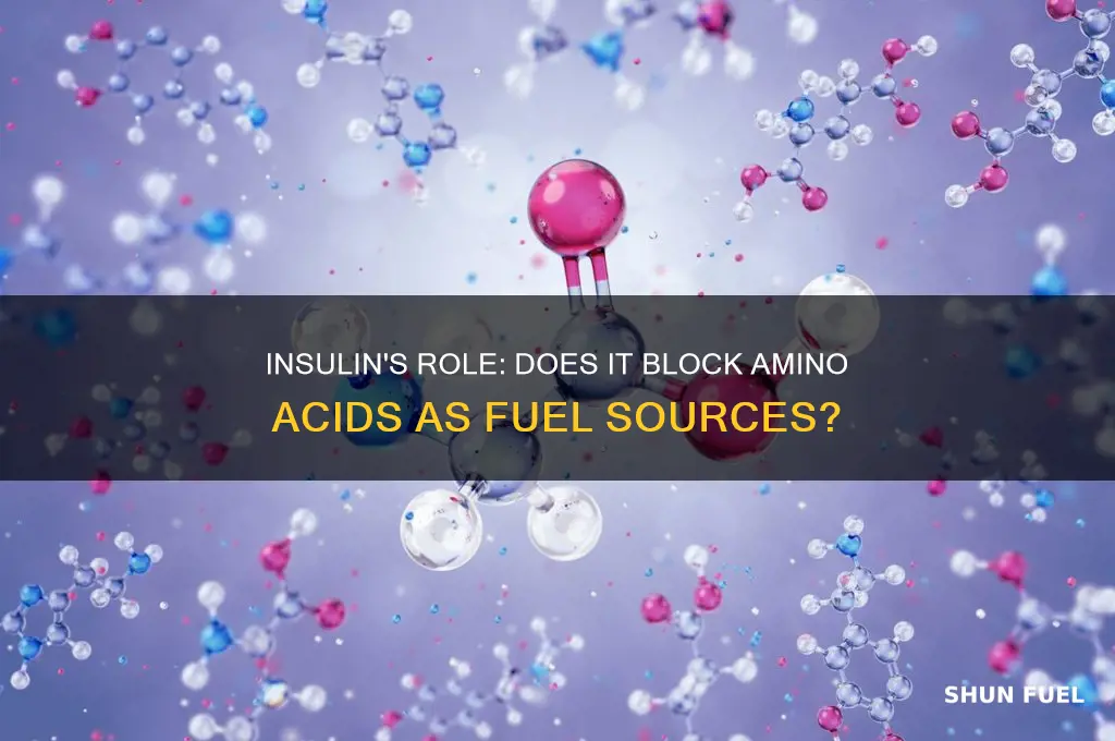does insulin prevent amino acids from being used as fuel