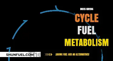 How the Krebs Cycle Powers Cellular Metabolism: Unlocking Energy Production