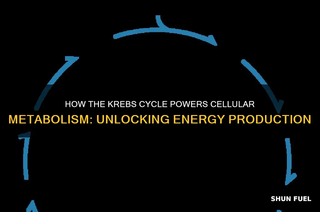 does krebs cycle fuel metabolism