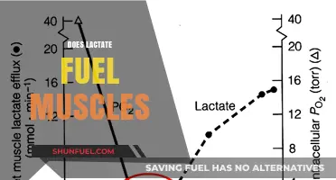 Lactate's Role in Muscle Fueling: Fact or Fiction?