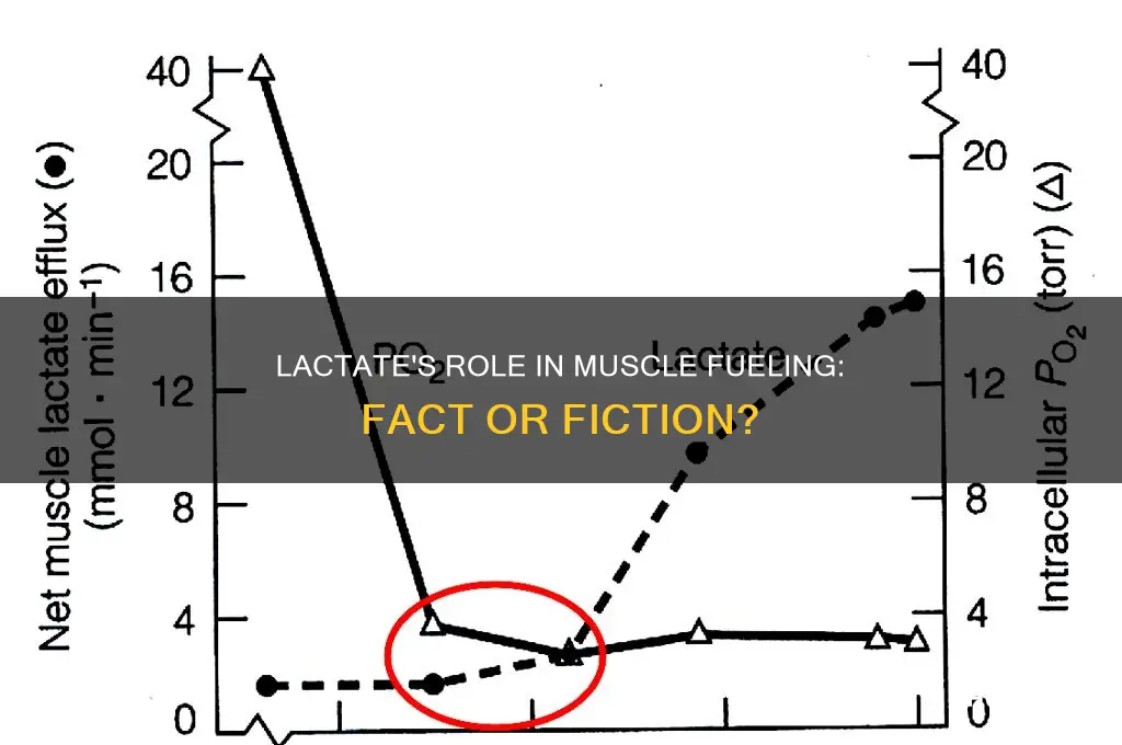 does lactate fuel muscles
