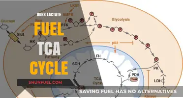 Lactate's Role in Fueling the TCA Cycle: Unveiling Metabolic Insights