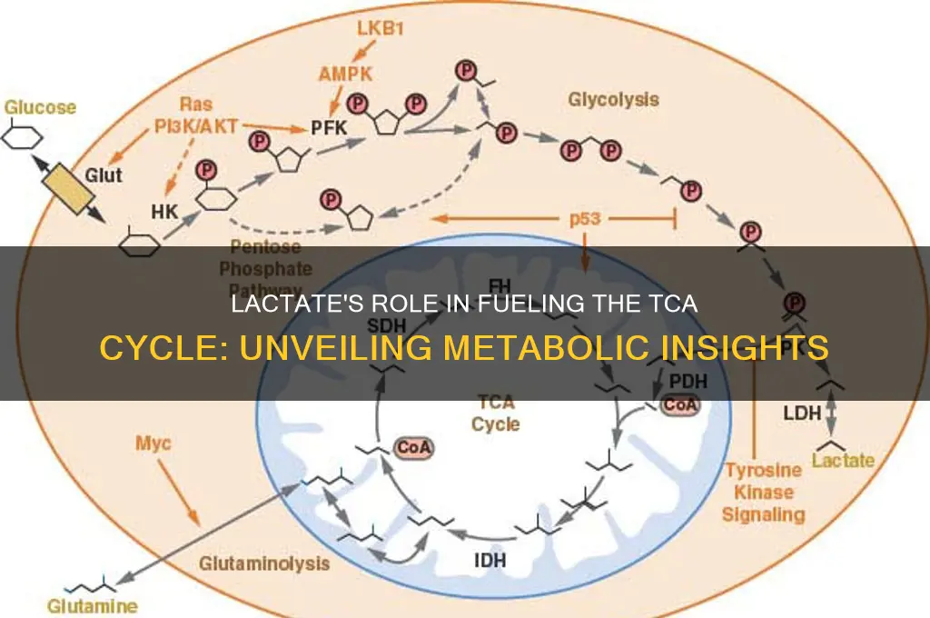 does lactate fuel tca cycle