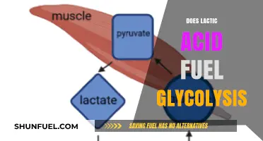 Lactic Acid's Role in Fueling Glycolysis: Fact or Fiction?