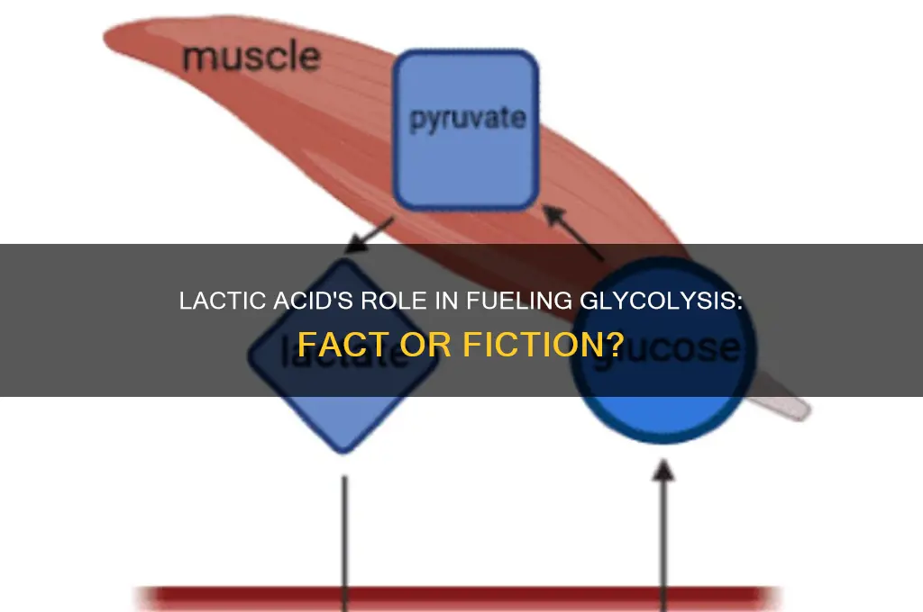 does lactic acid fuel glycolysis