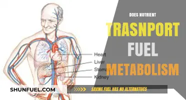 Nutrient Transport's Role in Fueling Metabolism: Unlocking Energy Efficiency