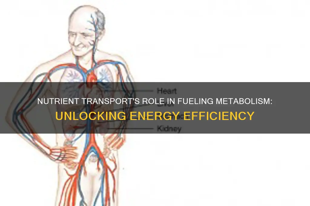 does nutrient trasnport fuel metabolism