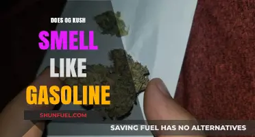Exploring the Aromatic Nuances: Does OG Kush Really Smell Like Gasoline?