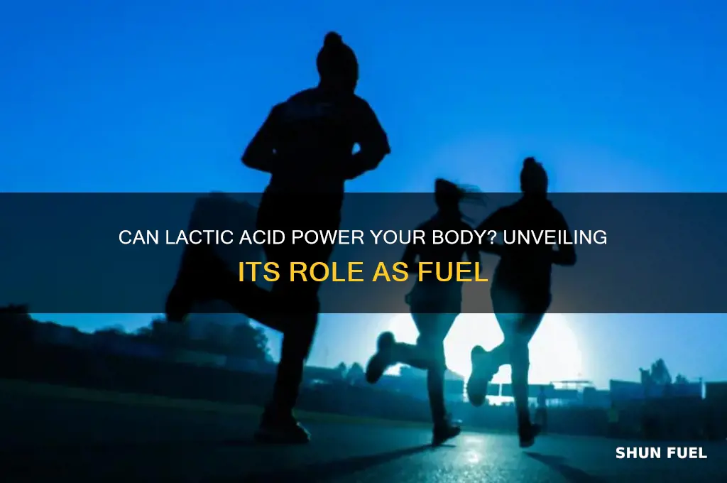 does our body use lactic acid as a fuel source