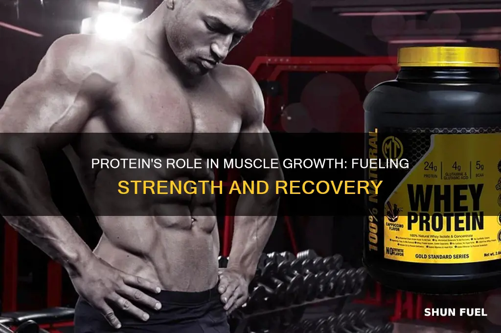 does protein fuel muscle building